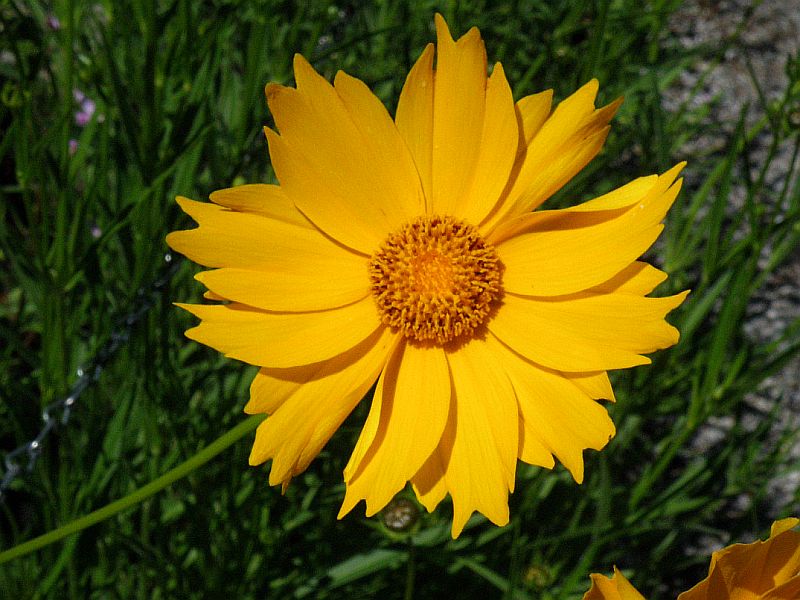 kokarda - Gaillardia aristata