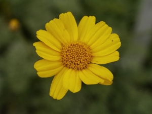 Anthemis marschalliana