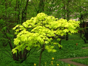 javor ml Golden Globe - Acer platanoides Golden Globe