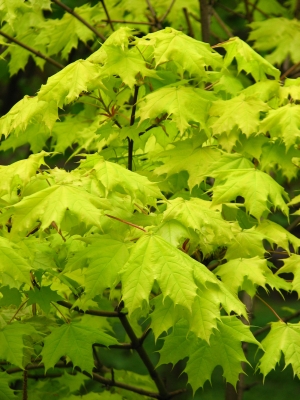 javor ml Golden Globe - Acer platanoides Golden Globe