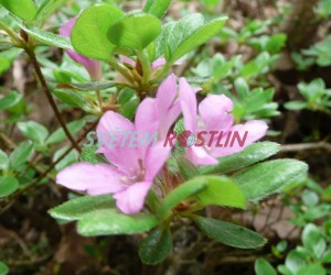 pnink - azalka Szava - Rhododendron obtusum Szava