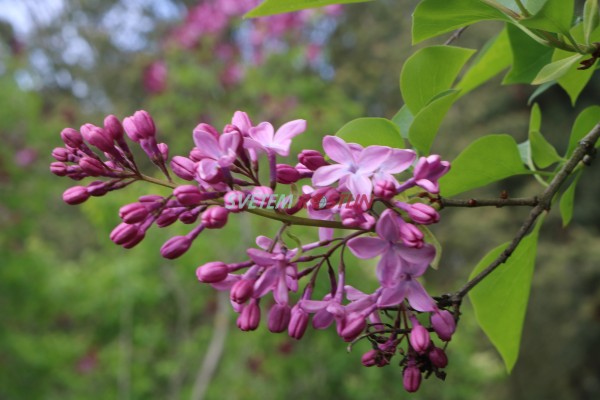 ek obecn Descartes - Syringa vulgaris Descartes