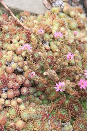 netesk zedn - Sempervivum tectorum