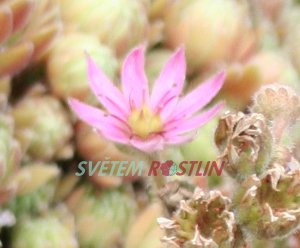 netesk zedn - Sempervivum tectorum