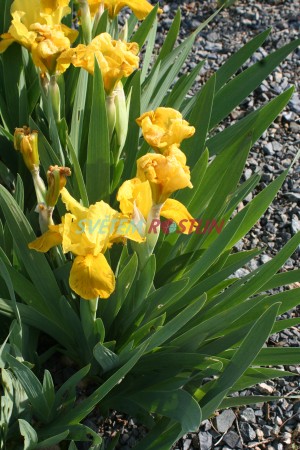 kosatec Gleaming Gold - Iris  barbata nana Gleaming Gold