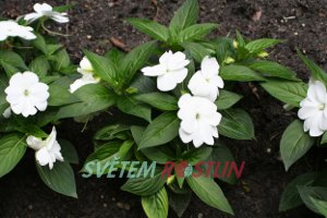 netkavka White Medina - Impatiens ColorPower White Medina