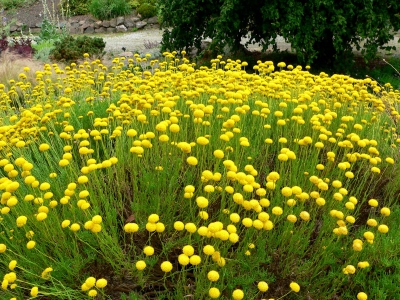 svatolina rozmarnolist - Santolina rosmarinifolia