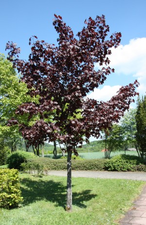 javor ml Crimson King - Acer platanoides Crimson King