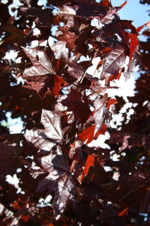 javor ml Crimson King - Acer platanoides Crimson King