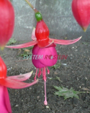 fuchsie Brutus - Fuchsia Brutus