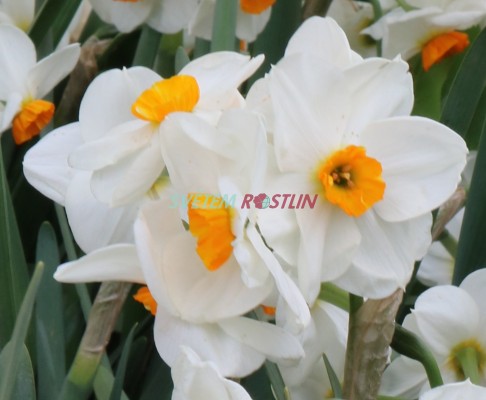 narcis Geranium - Narcissus Geranium