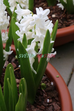 hyacint vchodn Aiolos - Hyacinthus orientalis Aiolos