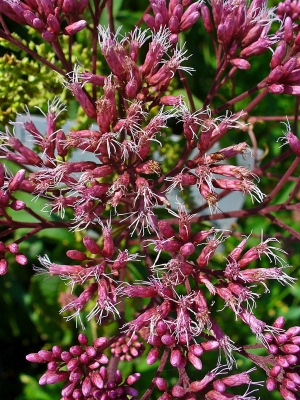 sadec nachov - Eupatorium purpureum