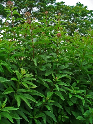 sadec nachov - Eupatorium purpureum