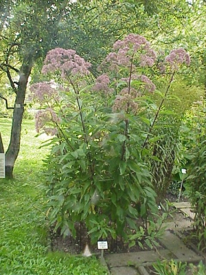 sadec nachov - Eupatorium purpureum