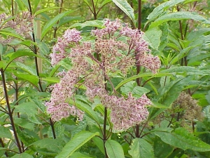 sadec nachov - Eupatorium purpureum