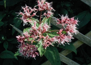 sadec nachov - Eupatorium purpureum