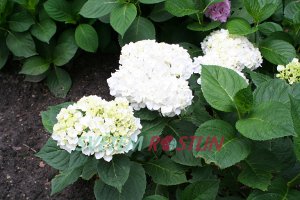 hortenzie velkolist Regula - Hydrangea macrophylla Regula