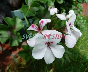 pelargonie White - Pelargonium White