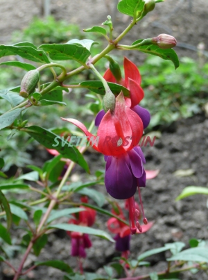 fuchsie Margaret - Fuchsia Margaret