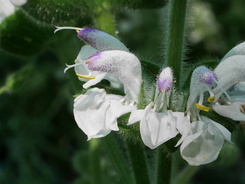 alvj stbit - Salvia argentea