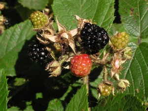 ostruink - Rubus fruticosus