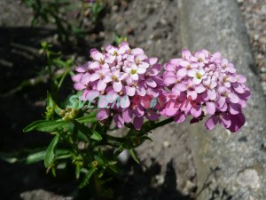 iberka okolinat - Iberis umbellata