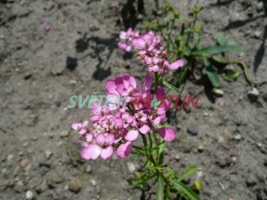 iberka okolinat - Iberis umbellata