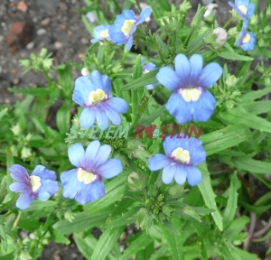 hledkovka Blue Gem - Nemesia Blue Gem