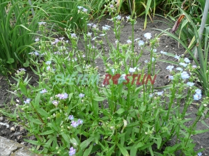 hledkovka Blue Gem - Nemesia Blue Gem