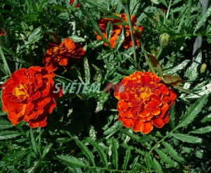 aksamitnk Carmen - Tagetes Carmen