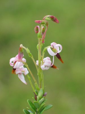 klivka velkoplod - Oxycoccus macrocarpus