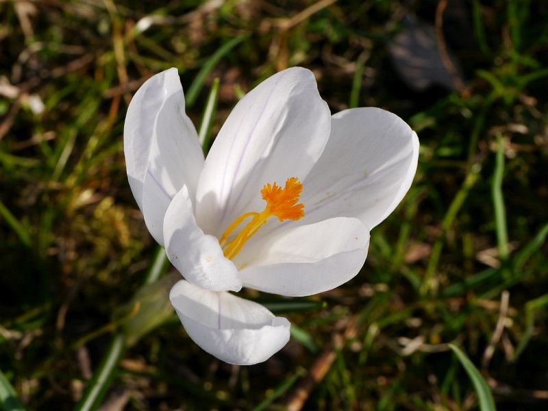 afrn jarn - Crocus vernus