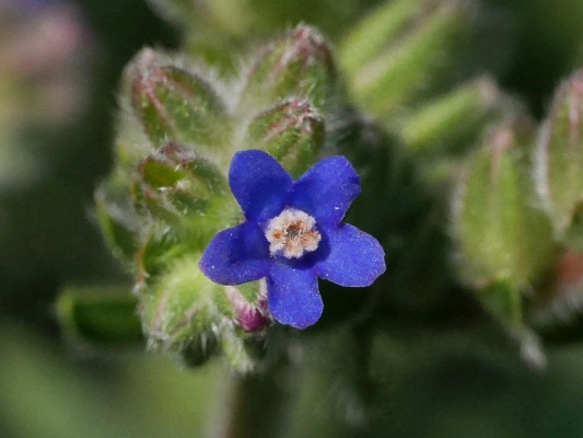 pilt kapsk - Anchusa capensis