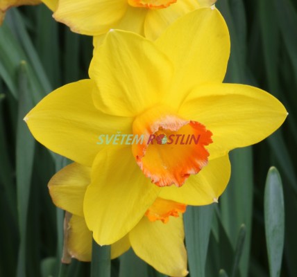 narcis Pinza - Narcissus Pinza