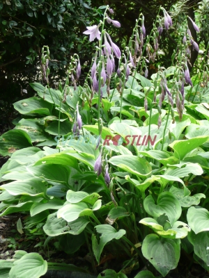 bohyka Golden Tiara - Hosta Golden Tiara