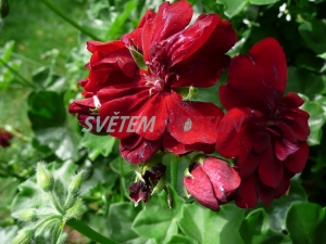 pelargonie Dark Red - Pelargonium Costa Daurada Series Dark Red