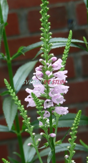 etzovka virinsk Bouquet Rose - Physostegia virginiana Bouquet Rose