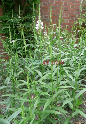 etzovka virinsk Bouquet Rose - Physostegia virginiana Bouquet Rose