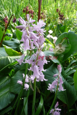 bergenie Purpur Glocken - Bergenia Purpur Glocken