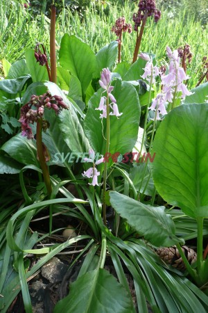 bergenie Purpur Glocken - Bergenia Purpur Glocken