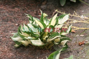 bohyka Fire and Ice - Hosta Fire and Ice